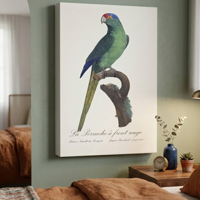 Toile Perruche à front orange, Eupsittula Canicularis (Orange-Fronted Parakeet, Eupsittula Canicularis. Canvas Print)