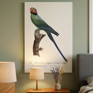 Toile Perruche à longue queue, Psittacula Longicauda
