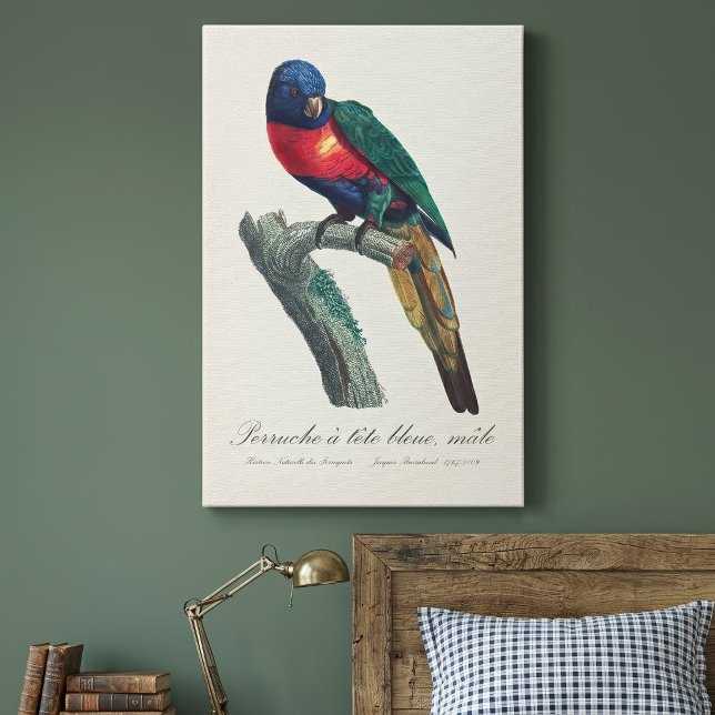 Toile Perruche a tete bleue / Rainbow lorikeet (Rainbow Lorikeet Male, Trichoglossus Moluccanus. Canvas Print)