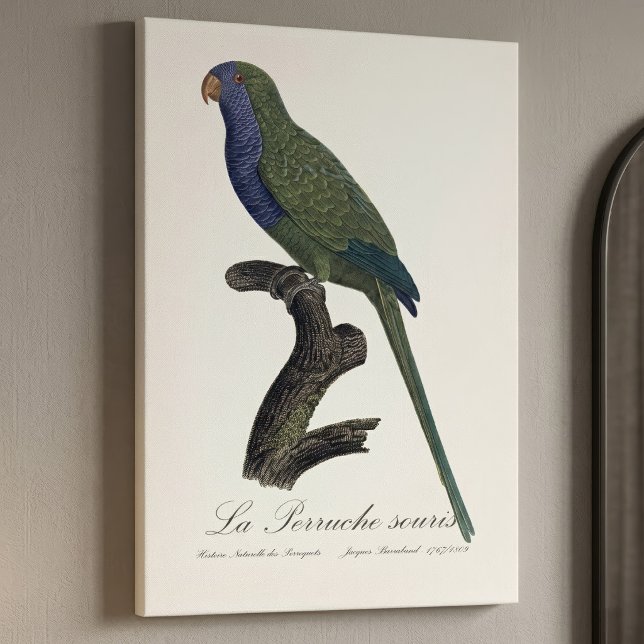 Toile Perruche Moine, Myiopsitta Monachus (Monk Parakeet or Monk Parrot, Myiopsitta Monachus. Canvas Print)