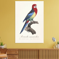 Perruche omnicolore / Rosella oriental
