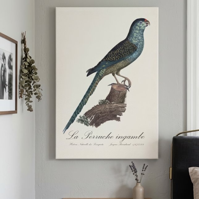 Toile Perruche terrestre ou Perruche des marais, Pezopor (Ground Parrot or Swamp Parrot, Pezoporus Wallicus. Canvas Print)