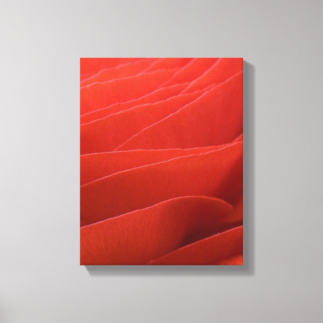 Toile Pétales de Fleur de Renoncule Rouge (Recto)