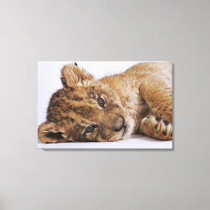 Toile Petit animal de lion (Panthera Lion) se trouvant
