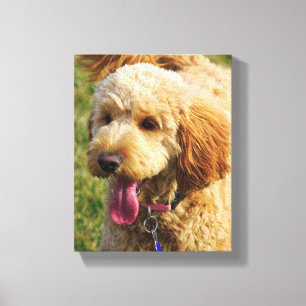 Toile Petit chien doré