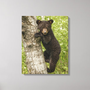 Toile Petit Ours noir dans l'arbre