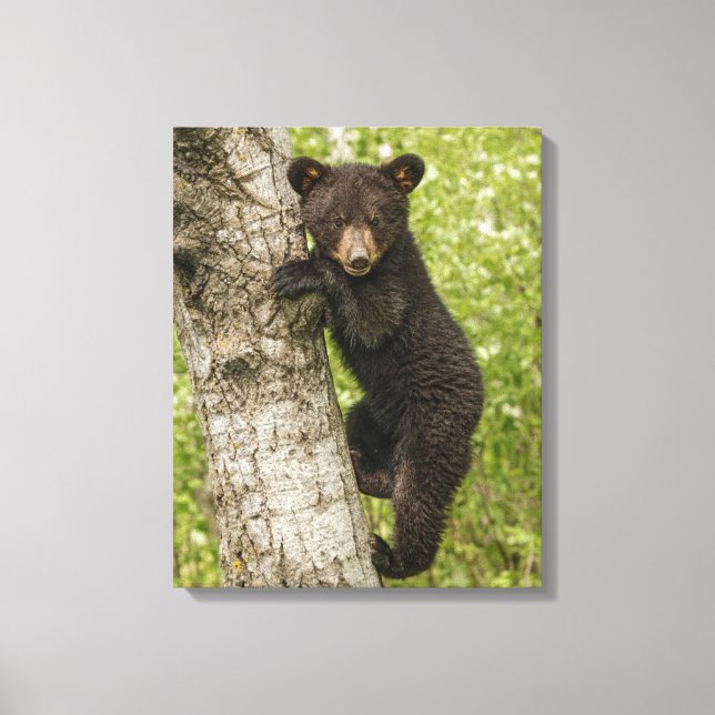 Toile Petit Ours noir dans l'arbre (Recto)