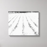 Petite culture de maïs noir et blanc dans un champ