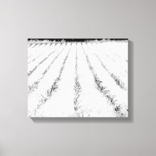 Toile Petite culture de maïs noir et blanc dans un champ