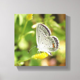 Toile Petite papillon