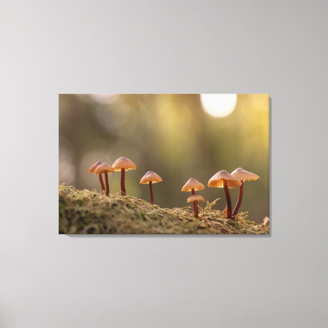 Toile Petits champignons Photo nature (Recto)
