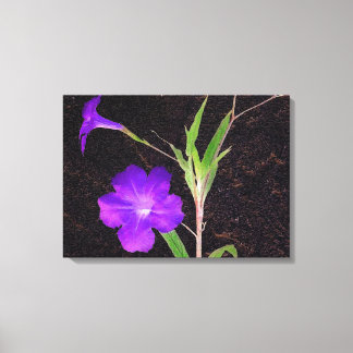 Toile Petunia violet mexicain
