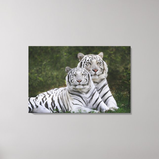 Toile Phase blanche, Tigre du Bengale, Tigris (Recto)