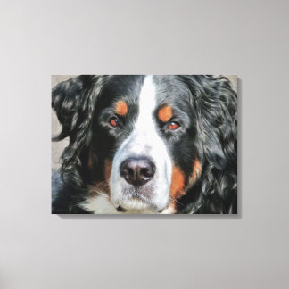 Toile Photo Bernese Mountain Dog