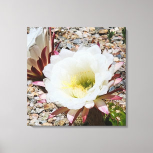 Toile Photo Cardon Grande Cactus