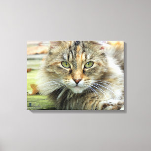 Toile Photo de chat de grange à poils longs marron sur t