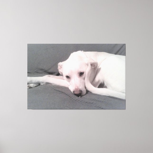 Toile Photo de chien blanc avec queue incurvée contre vi (Recto)