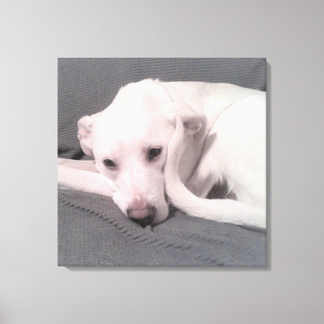 Toile Photo de chien blanc avec queue incurvée contre vi (Recto)