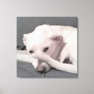 Toile Photo de chien blanc avec queue sur le visage gris