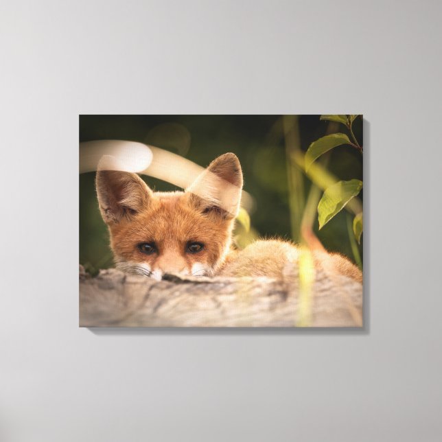 Toile Photo de Cute Little Orange Fox (Recto)
