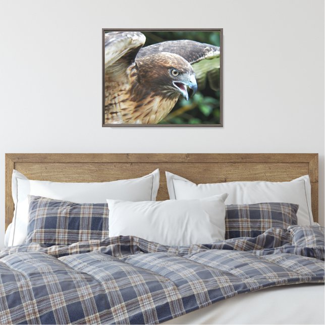 Toile Photo de faune de Buse à queue rousse (Insitu(Chambre))