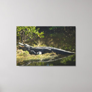 Toile Photo de faune d'un Alligator d'Amérique se prélas