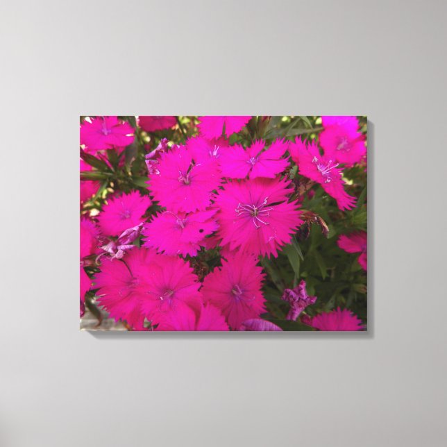 Toile Photo de Fleurs roses brillantes (Recto)