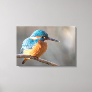 Toile Photo de la nature de Kingfisher