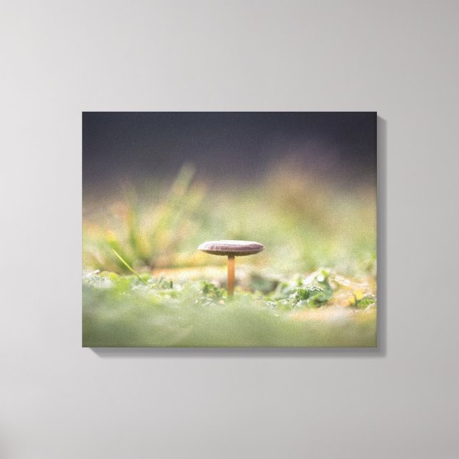 Toile Photo de la nature des champignons (Recto)