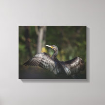 Photo de la nature du Cormoran