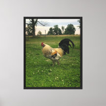 Photo de poulet à la ferme