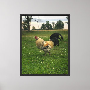 Toile Photo de poulet à la ferme