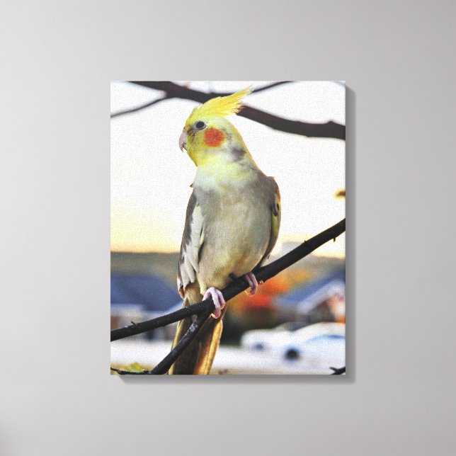 Toile Photo de profil de cockatiel (Recto)