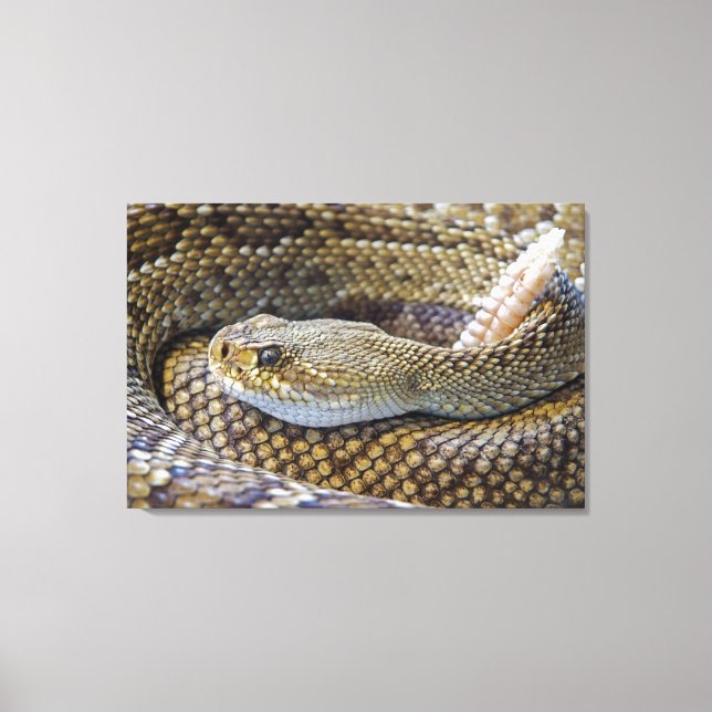 Toile Photo de serpent à sonnette (Recto)