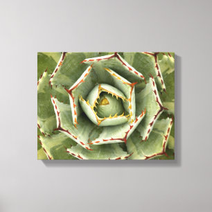 Toile Photo "de transitoire crème" d'agave