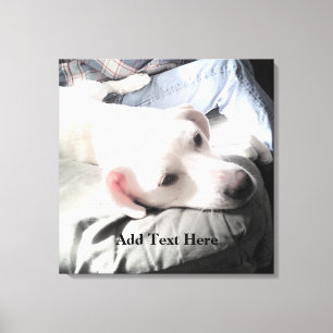 Toile Photo d'un chien blanc mignon reposant sur un cana