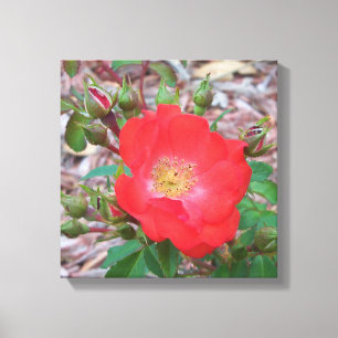 Toile photo d'un rose ouvert couleur corail