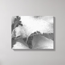 Photo en noir et blanc de Feuilles de raisins moui