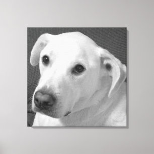 Toile Photo en noir et blanc d'un beau chien à l'âne