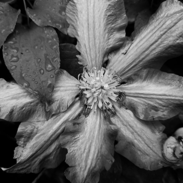 Toile Photo en noir et blanc d'un Clematis après la plui (Créateur téléchargé)