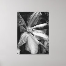 Photo en noir et blanc d'un Clematis après la plui