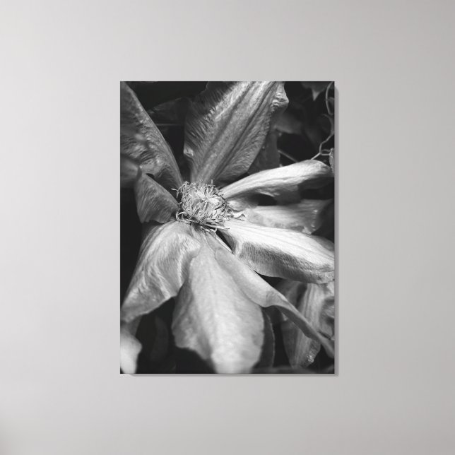 Toile Photo en noir et blanc d'un Clematis après la plui (Recto)