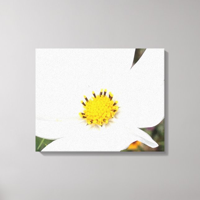 Toile Photo Fleur de Cosmos blanc Closeus Floral (Recto)