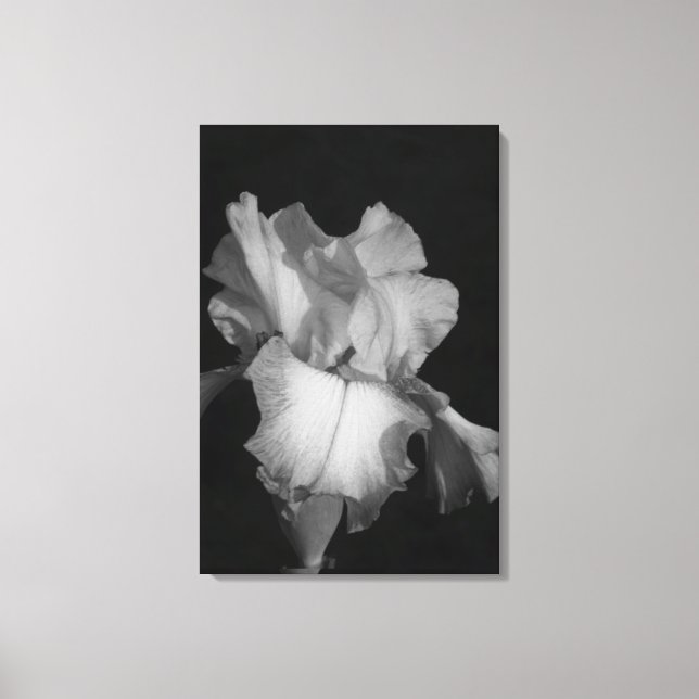 Toile Photo floral d'iris noir et blanc (Recto)