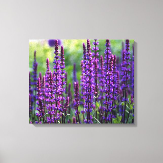 Toile photo Lavender Lilac (Recto)