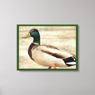 Toile Photo Mallard Duck