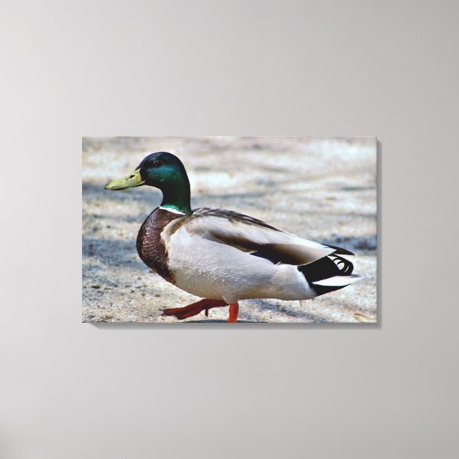 Toile Photo Mallard Duck (Recto)