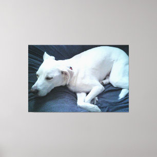 Toile Photo mignonne de beau chien blanc dormant