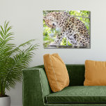 Toile Photo sauvage spectaculaire Leopard<br><div class="desc">J'ai pris cette photo de ce magnifique léopard au zoo avec mon objectif zoom de loin et il ne semblait pas s'en soucier. Heureusement !</div>
