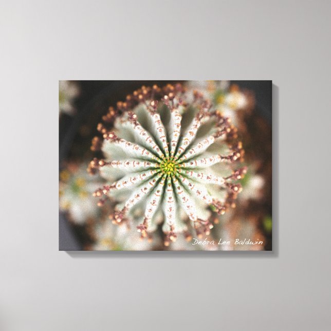 Toile Photo Succulente de Debra Lee Baldwin (Recto)